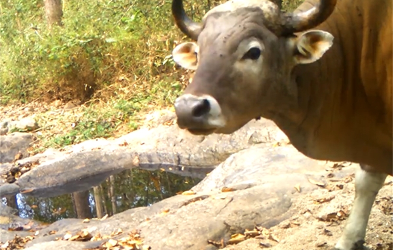 A rare banteng visits the watering hole.  CREDIT: WCS Thailand